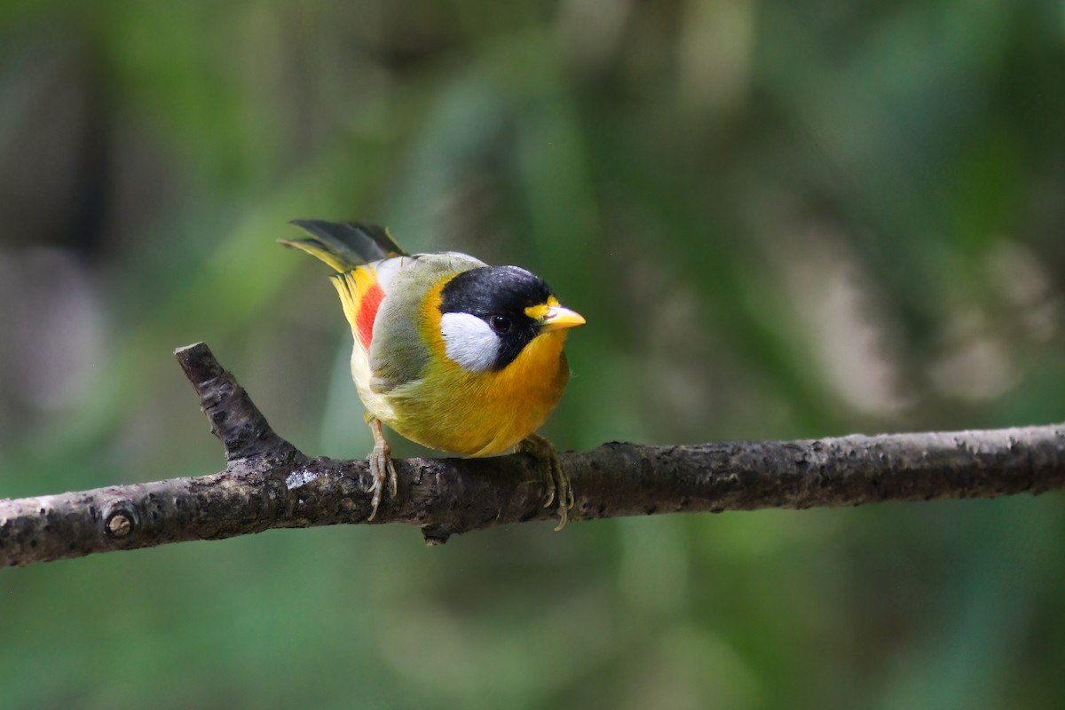 Silberohr-Sonnenvogel - ML646919312