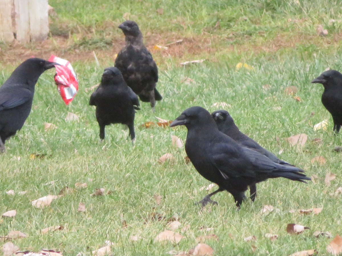 American Crow - ML646919314