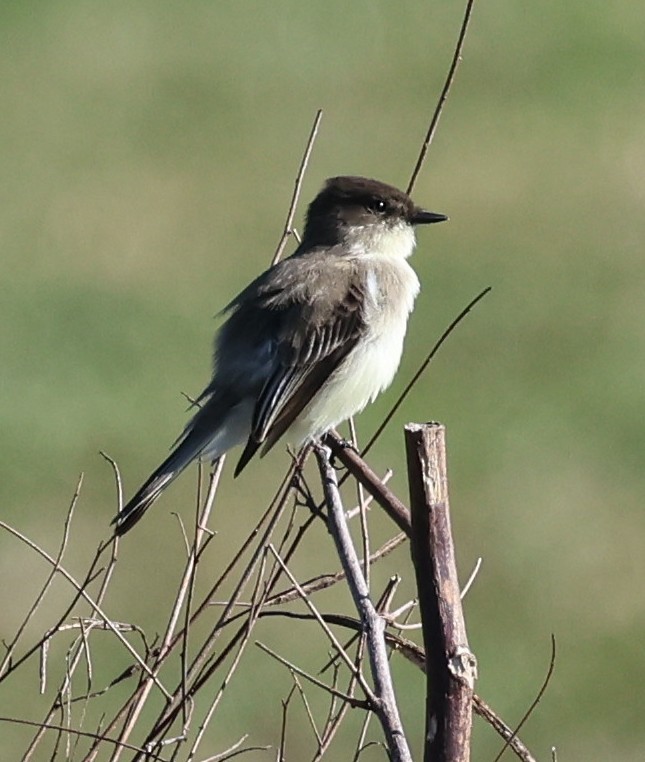 Weißbauch-Phoebetyrann - ML646919315