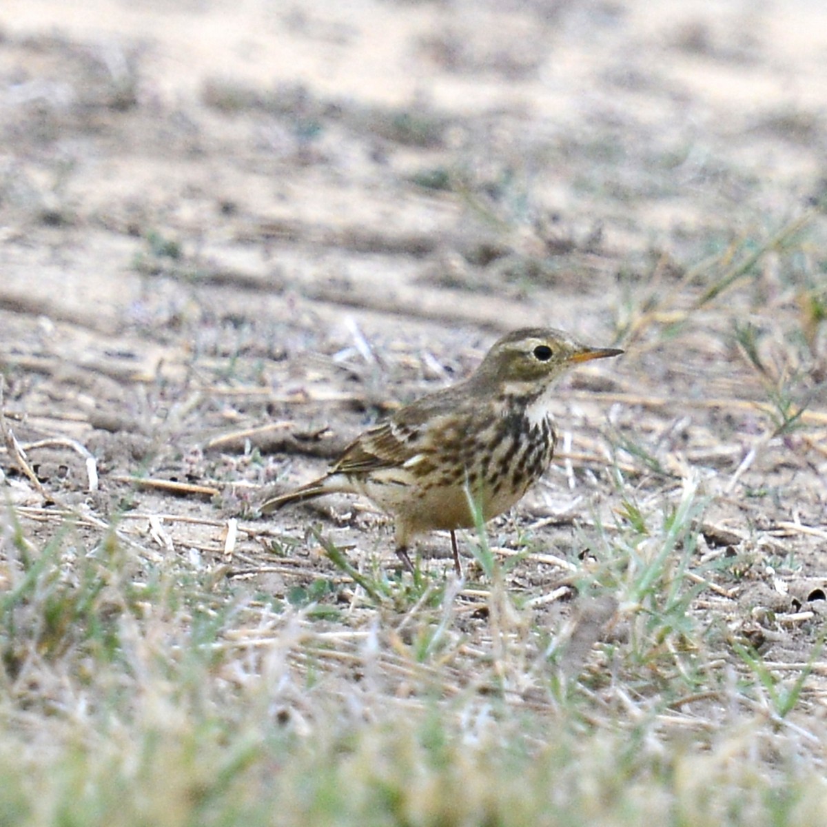 Amerikapieper - ML646919316