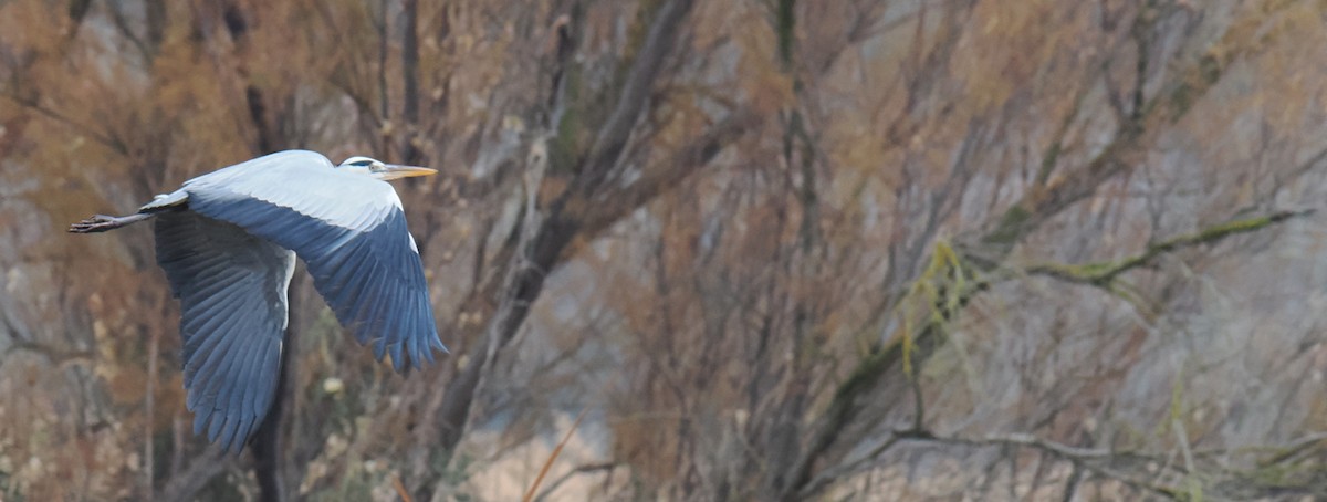 Gray Heron - ML646919317