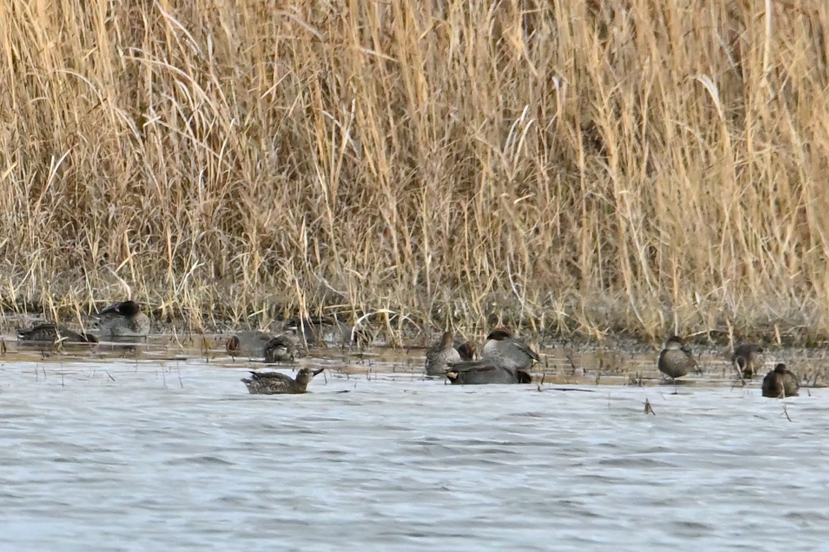 Krickente - ML646919319