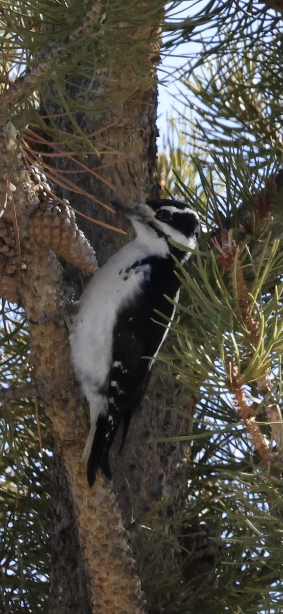 Hairy Woodpecker - ML646919324
