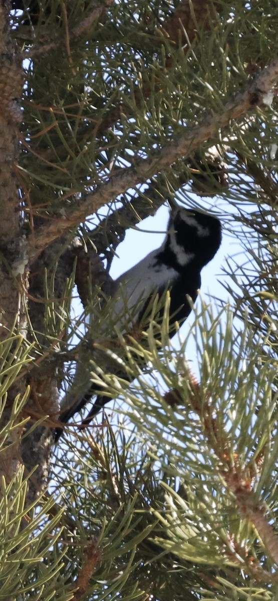 Hairy Woodpecker - ML646919325