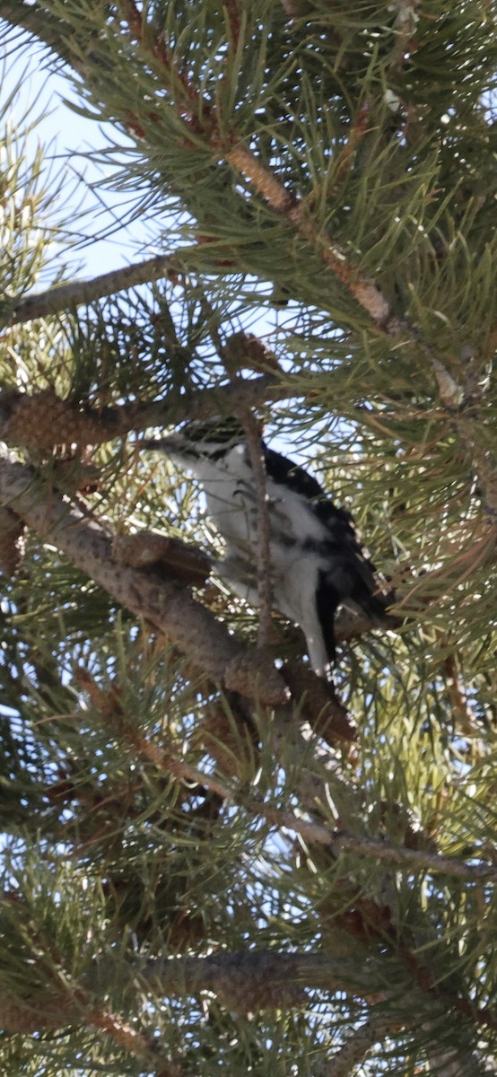 Hairy Woodpecker - ML646919326