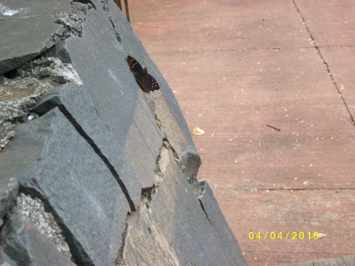 Insects - ML646919327