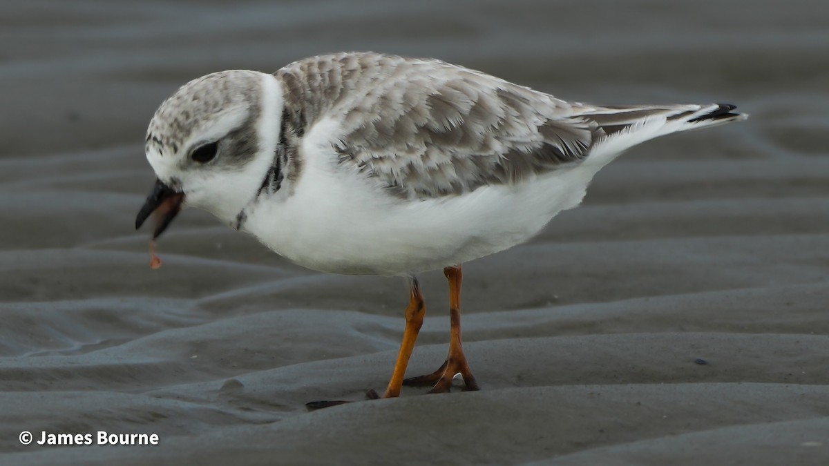 Flötenregenpfeifer - ML646919328