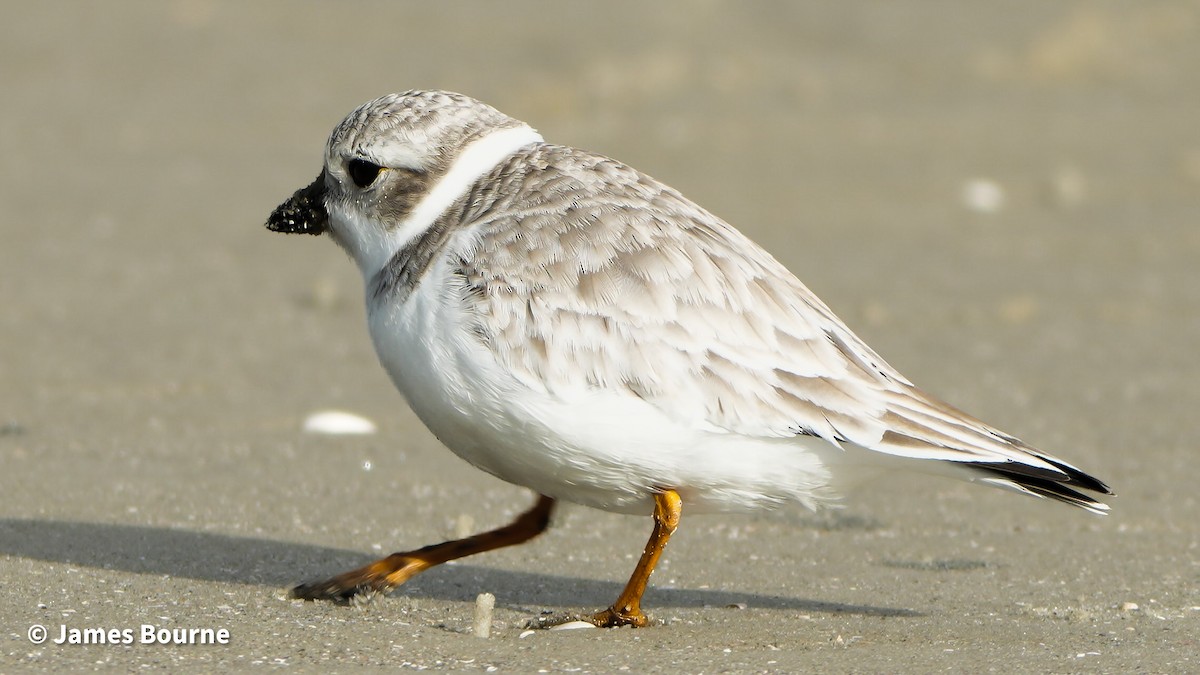 Flötenregenpfeifer - ML646919329