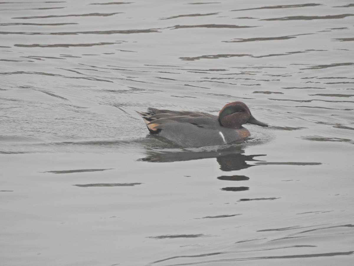 Чирок-свистунок - ML646919333