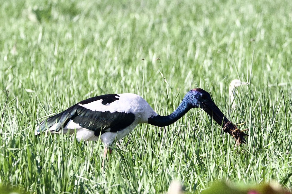 Black-necked Stork - ML646919334