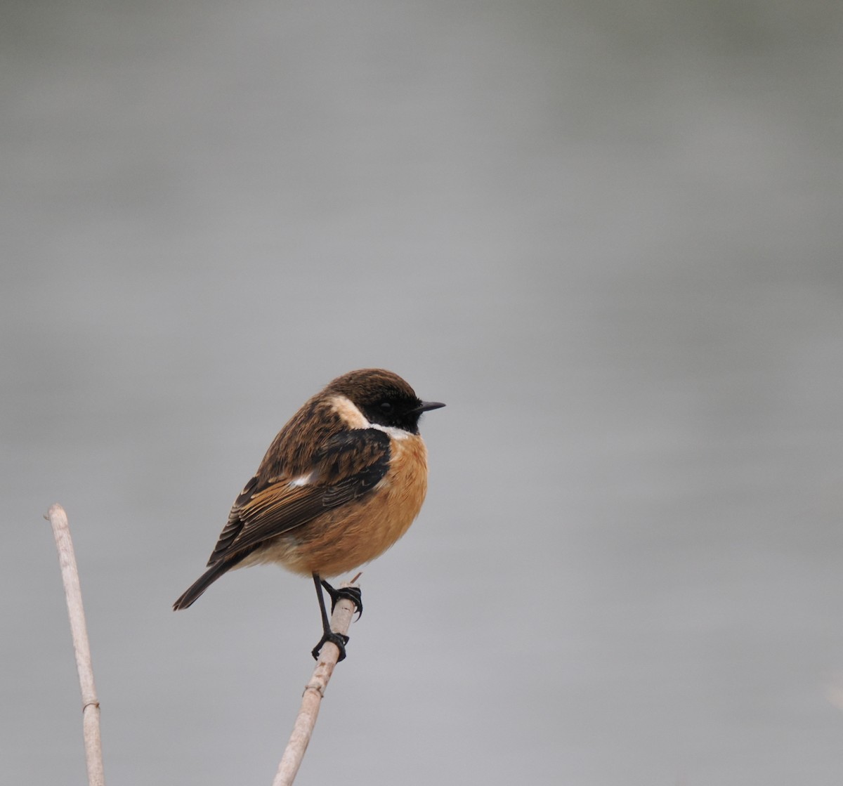European Stonechat - ML646919339