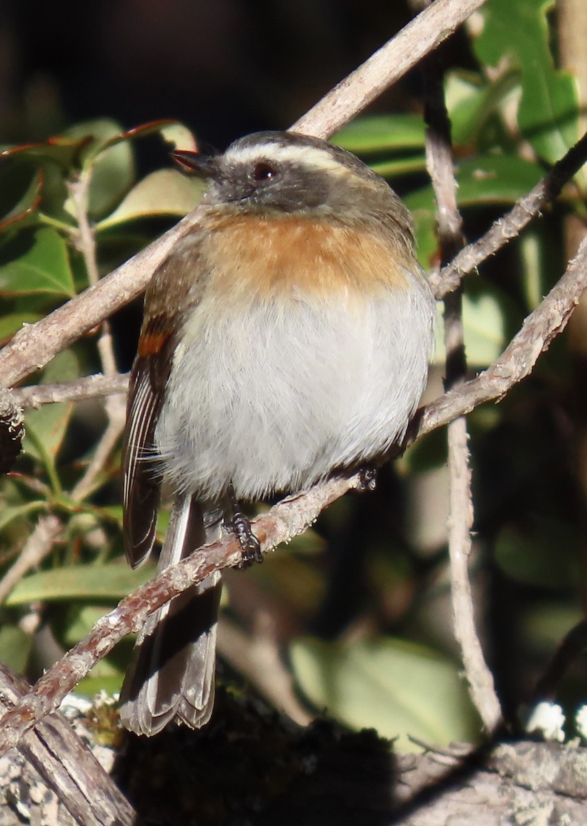 Rufous-breasted Chat-Tyrant - ML646919342