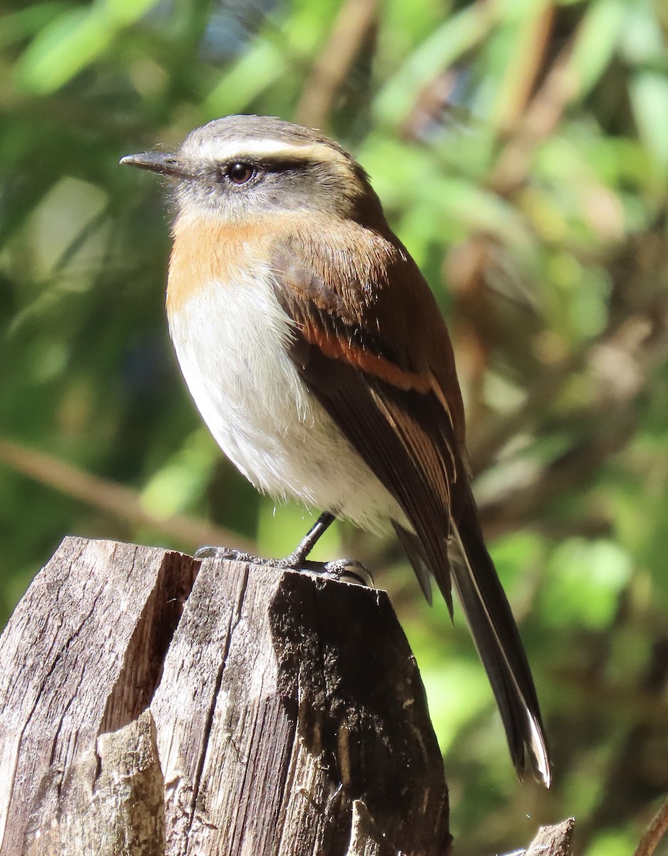 Rufous-breasted Chat-Tyrant - ML646919343