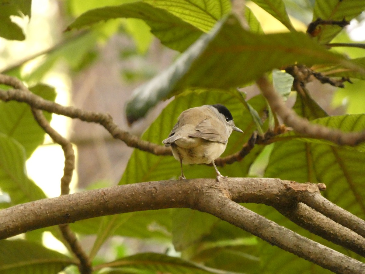 Eurasian Blackcap - ML646919344