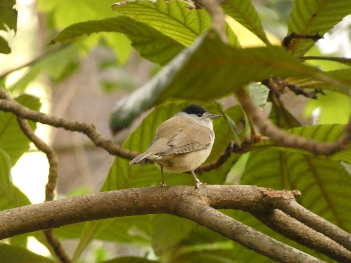 Eurasian Blackcap - ML646919345