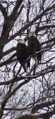 Bald Eagle - ML646919349