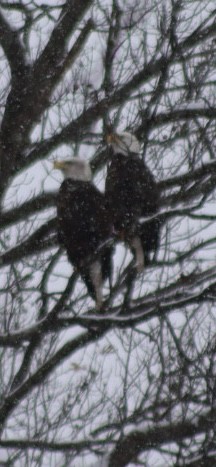 Bald Eagle - ML646919350