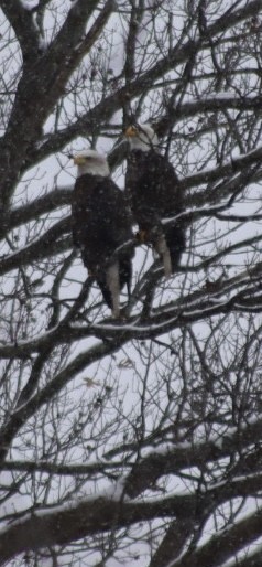 Bald Eagle - ML646919351