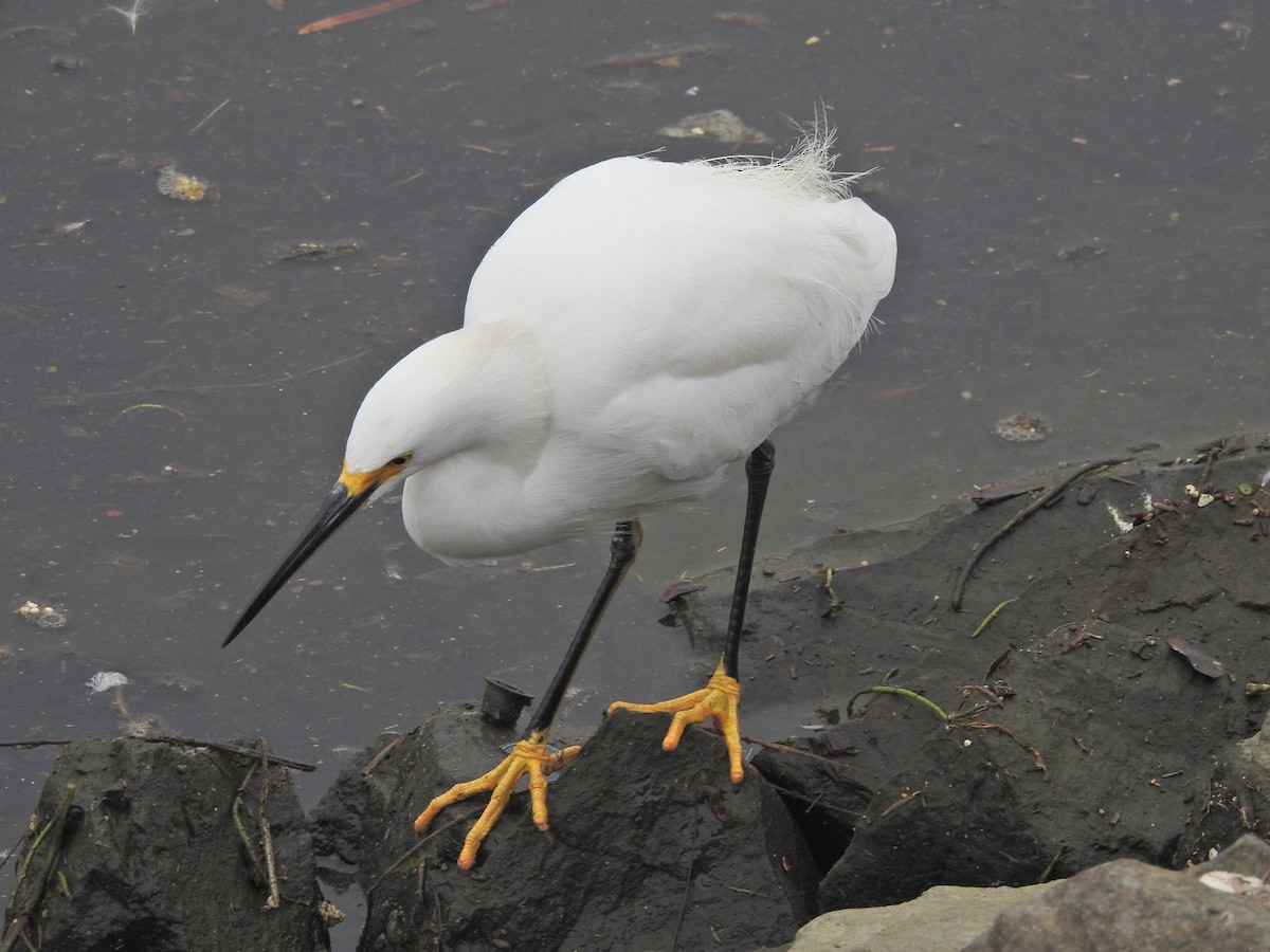 Снежная цапля - ML646919352