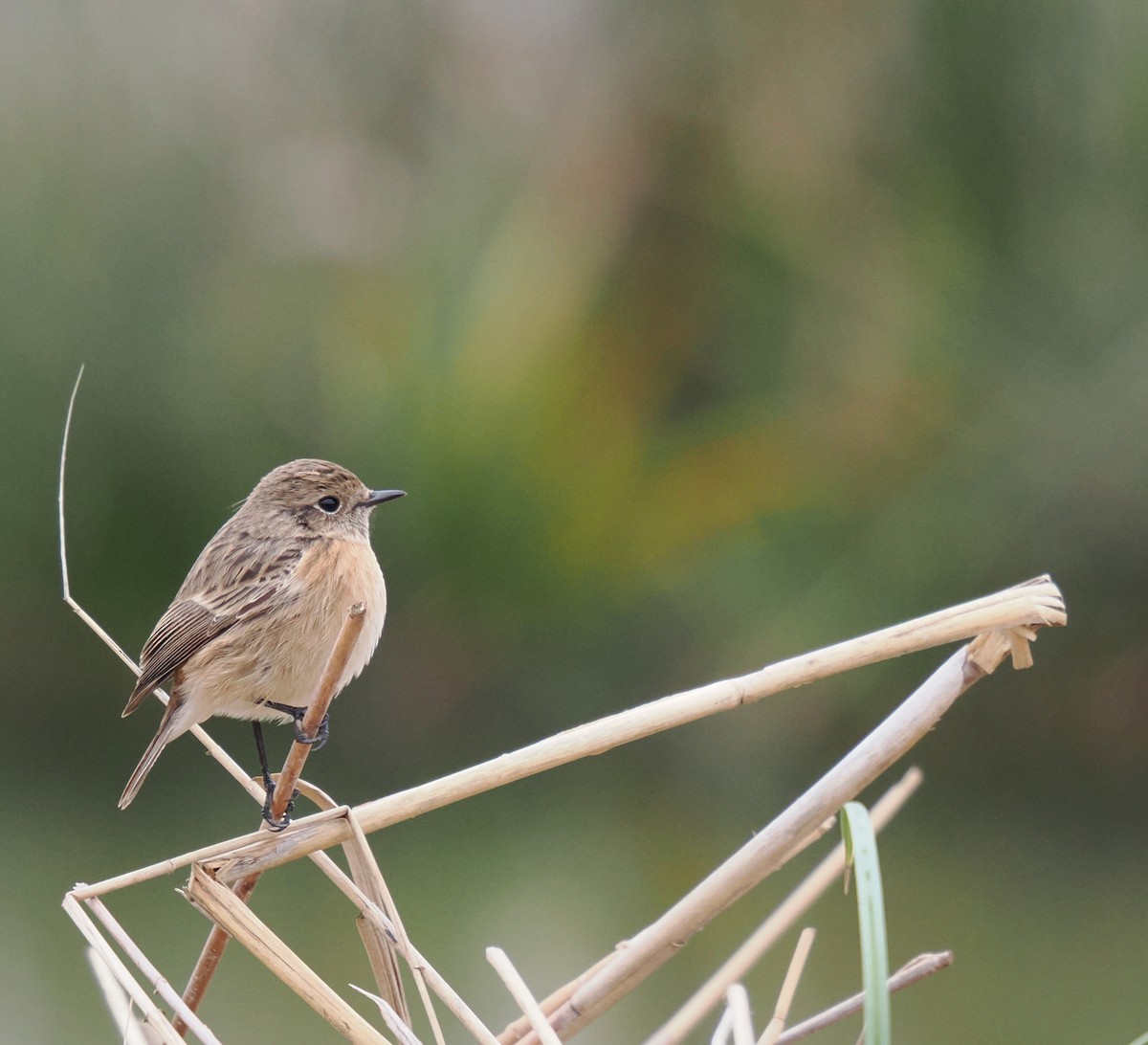 European Stonechat - ML646919355