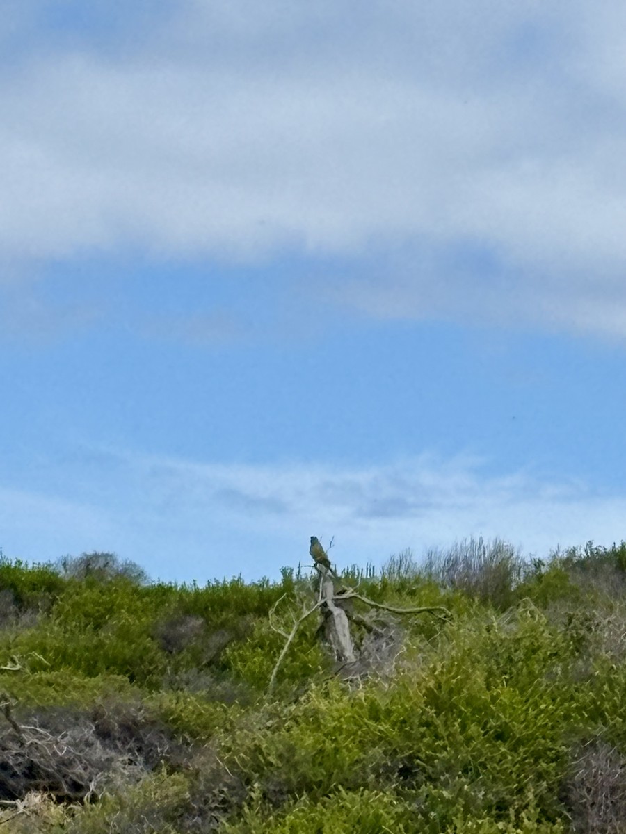 Rock Parrot - ML646919356