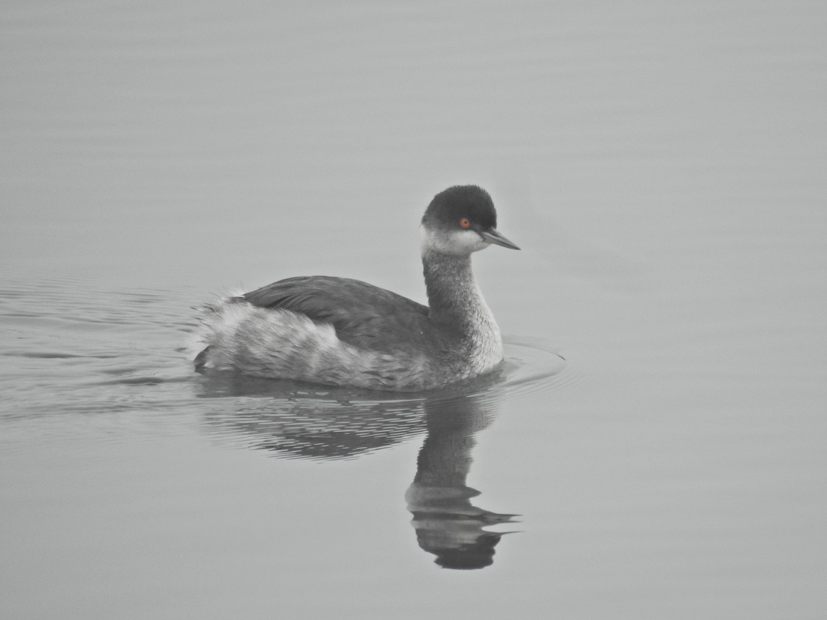 Черношейная поганка - ML646919362