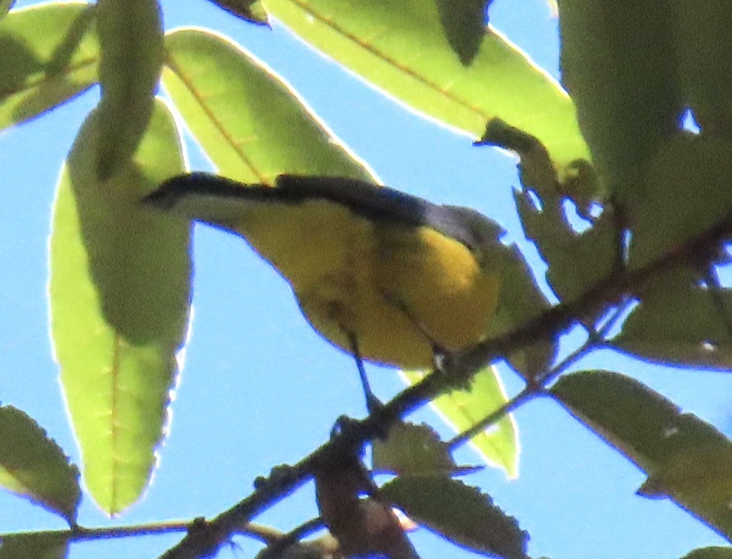 Lacrimose Mountain Tanager (Perija) - ML646919364