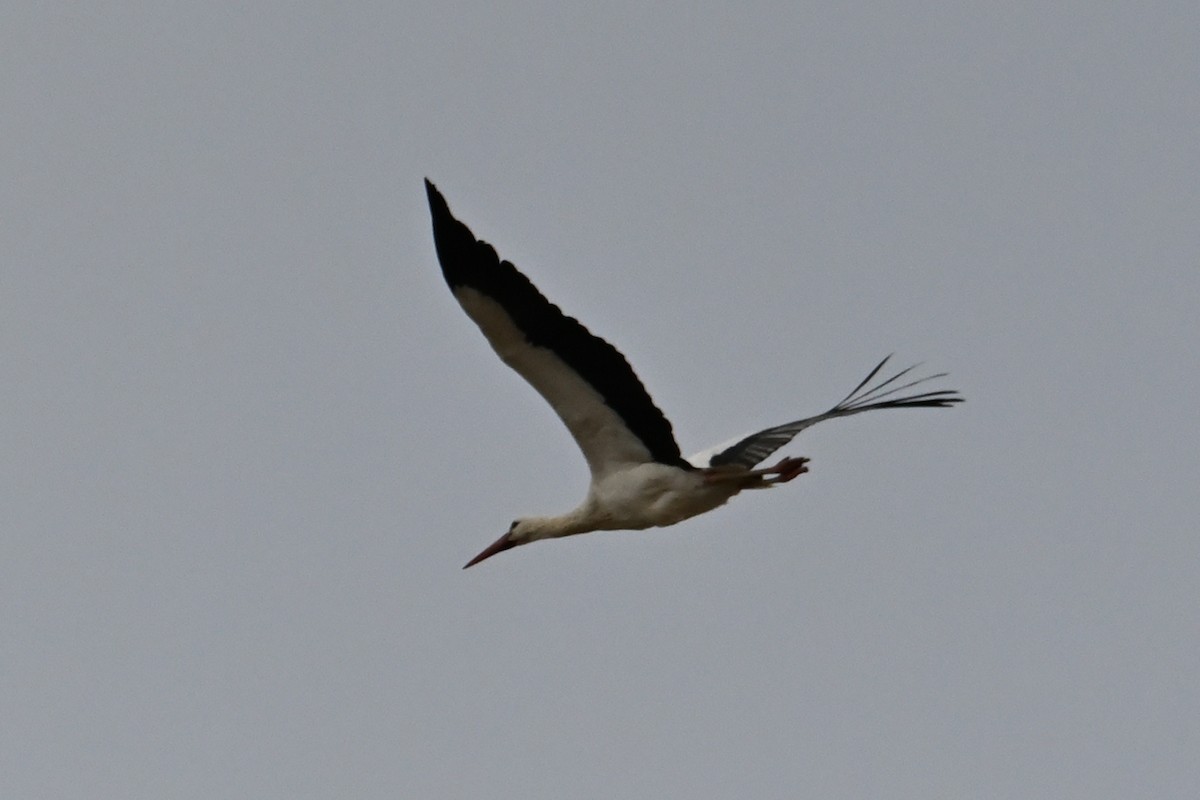 シュバシコウ - ML646919372