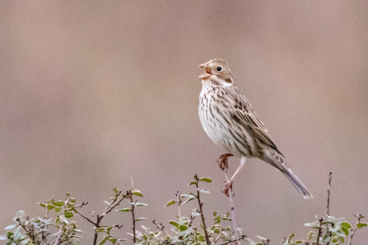 ハタホオジロ - ML646919376