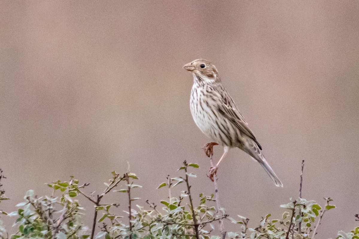 ハタホオジロ - ML646919377