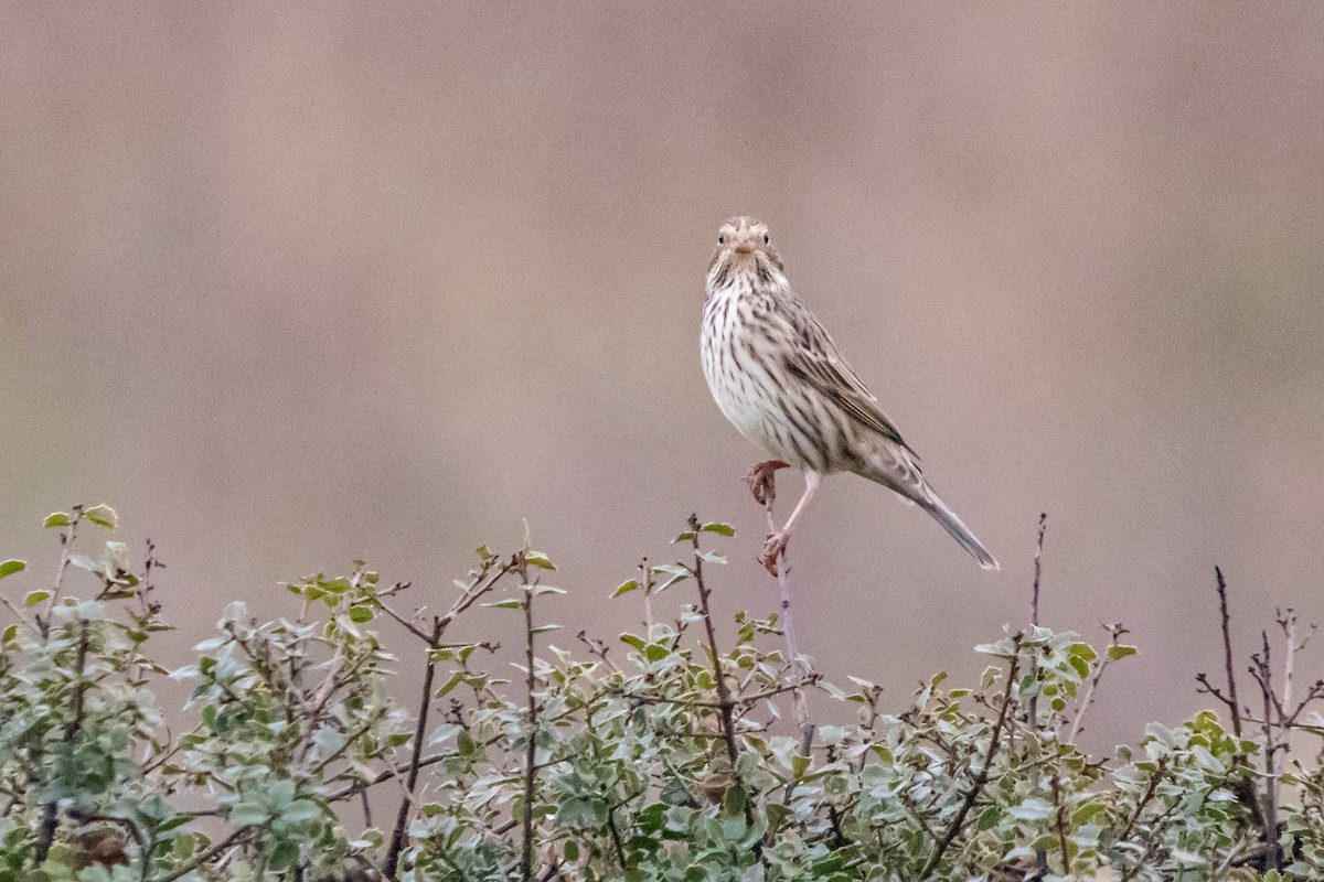 ハタホオジロ - ML646919379