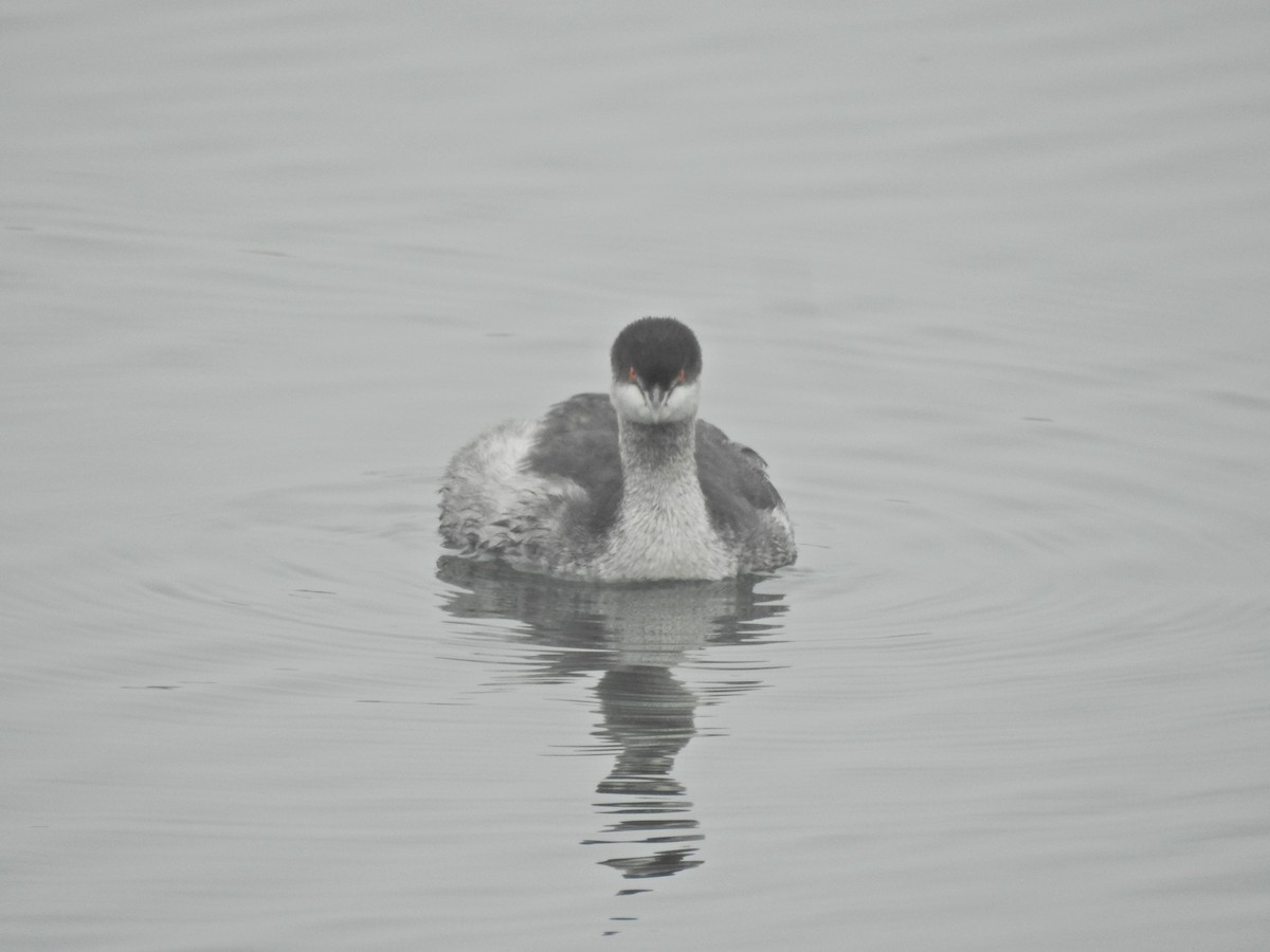 Черношейная поганка - ML646919381