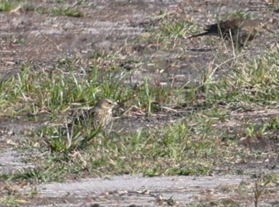 Spioncello del Pacifico - ML646919386