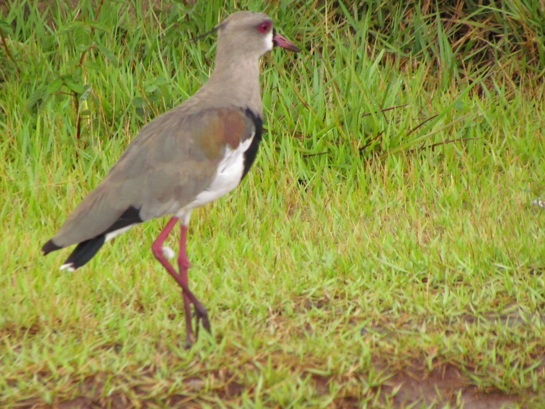 Southern Lapwing - ML646919394