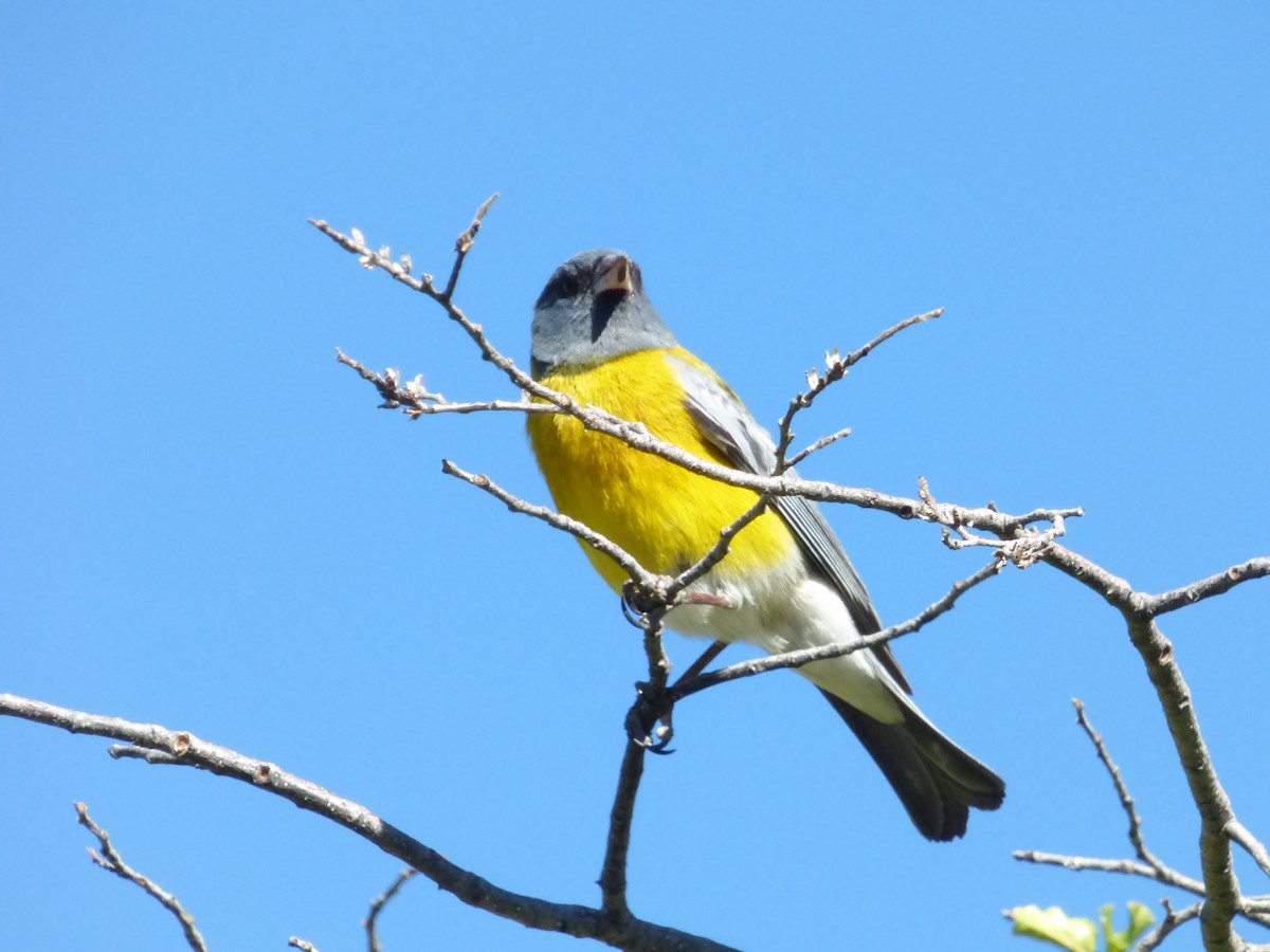 Gray-hooded Sierra Finch - ML646919397