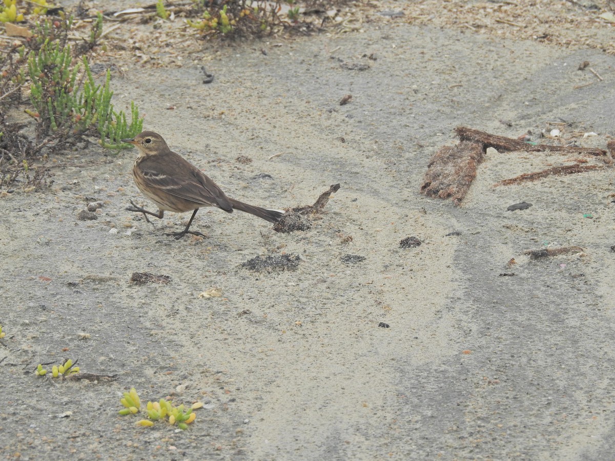 Американский конёк - ML646919400