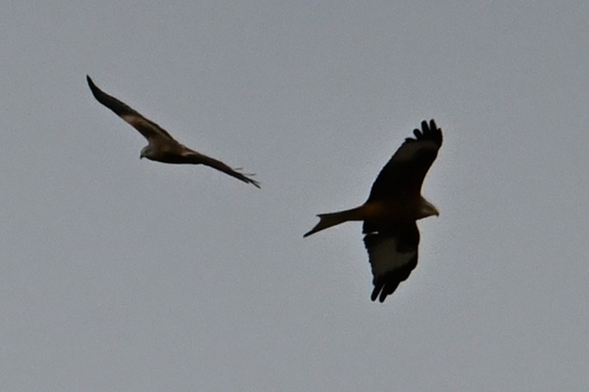 アカトビ - ML646919403