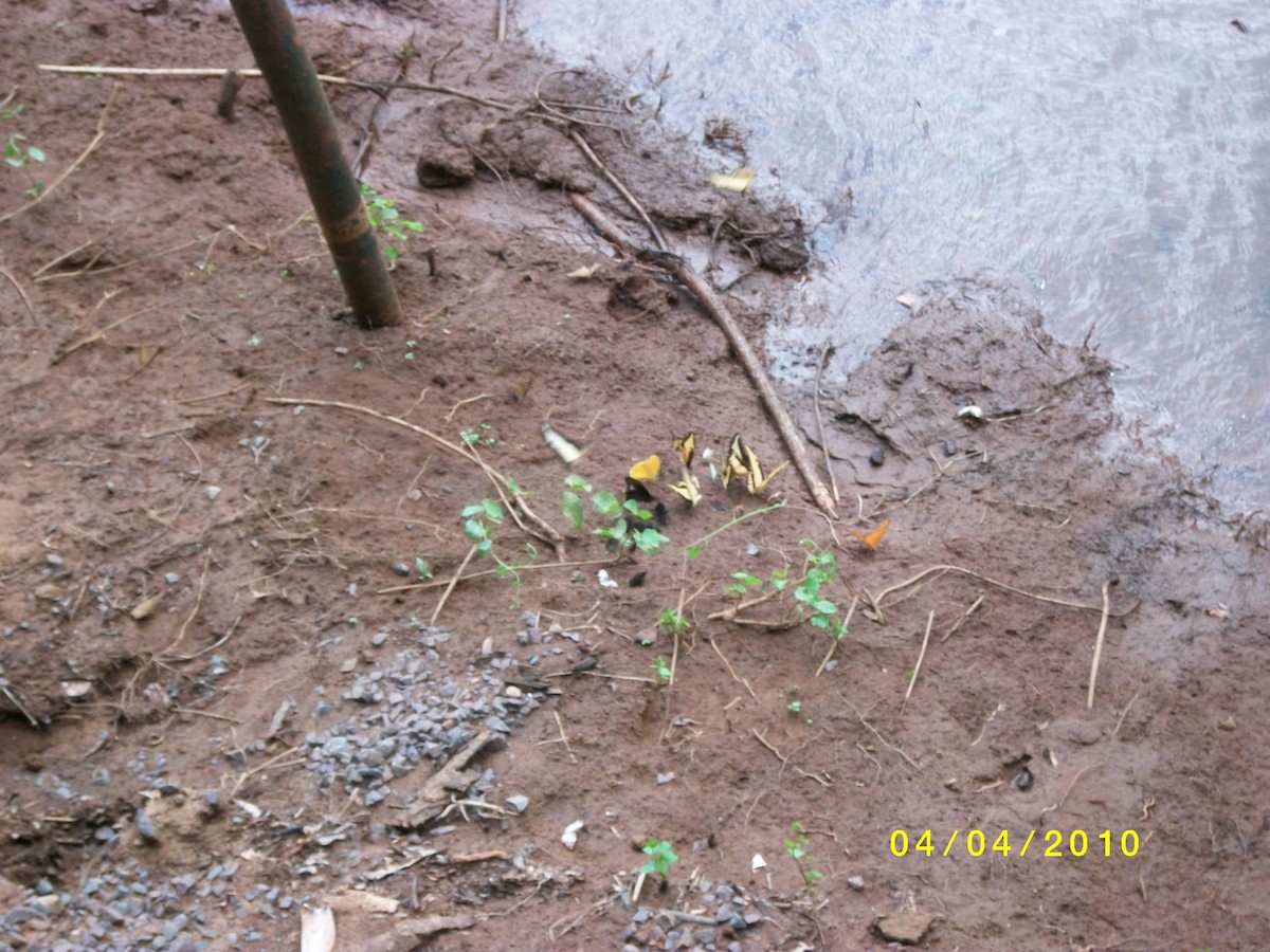 Animals - ML646919407