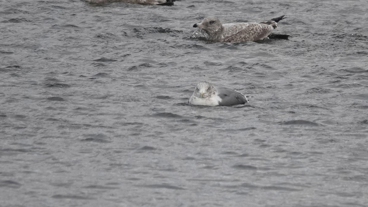 カリフォルニアカモメ - ML646919408