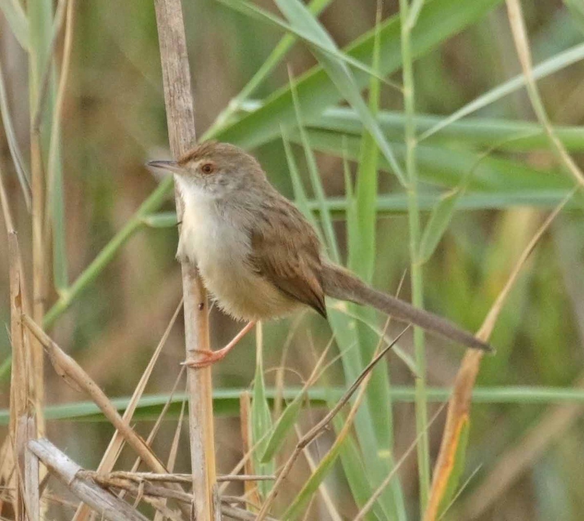 Принія афро-азійська - ML646919409