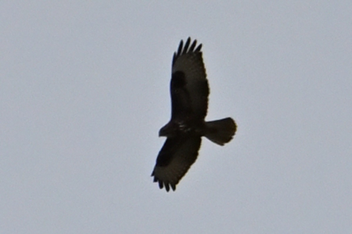 ヨーロッパノスリ - ML646919421