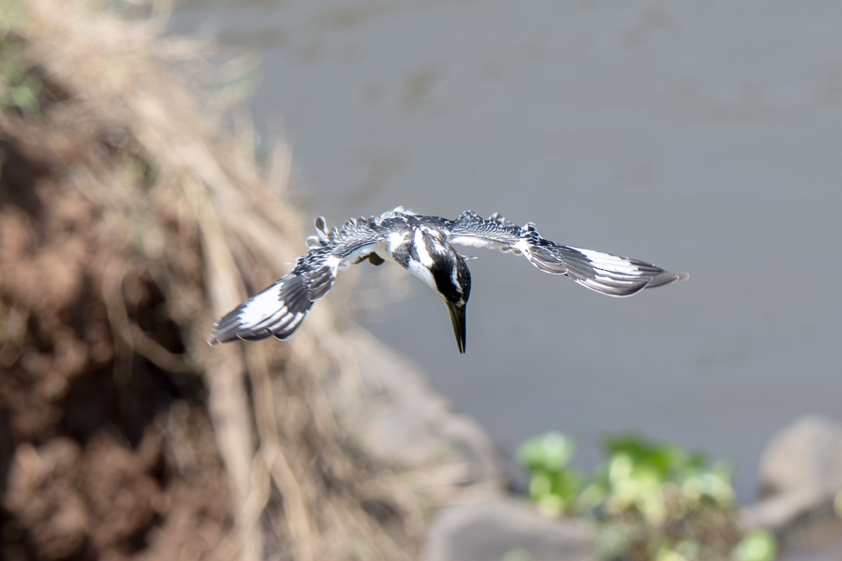 Pied Kingfisher - ML646919426