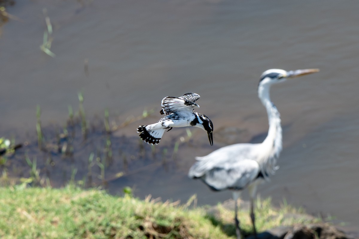 Pied Kingfisher - ML646919427