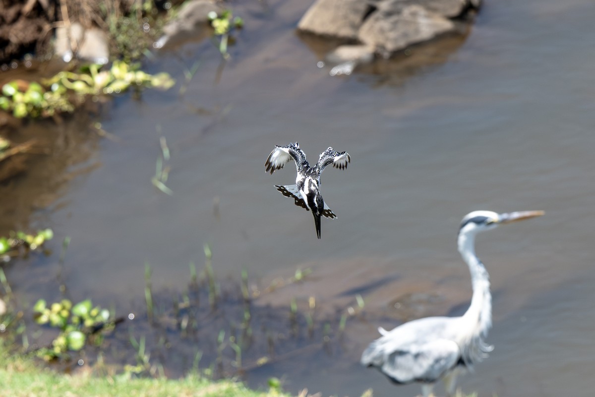 Pied Kingfisher - ML646919428