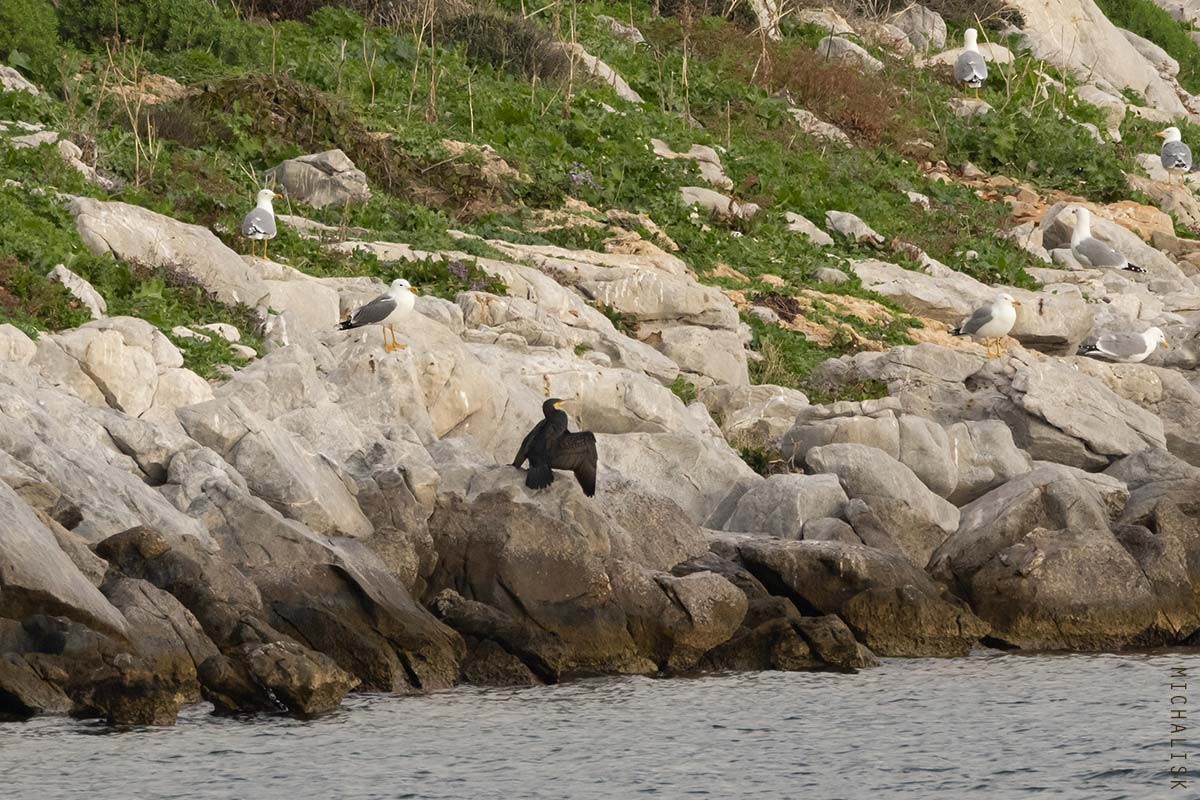 Lesser Black-backed Gull - ML646919436