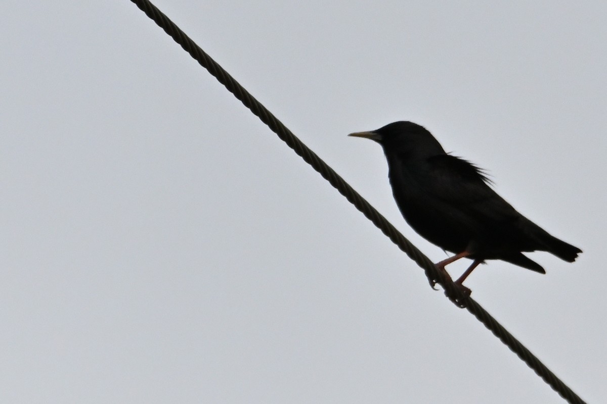 ムジホシムクドリ - ML646919438