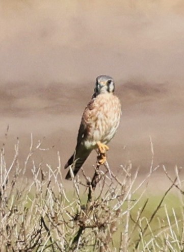 American Kestrel - ML646919439