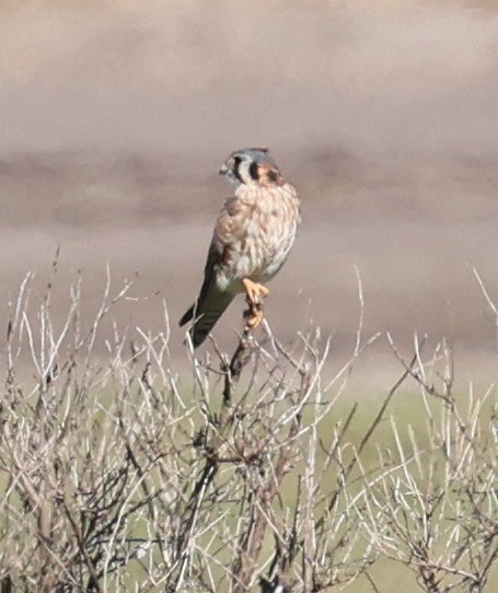 American Kestrel - ML646919440