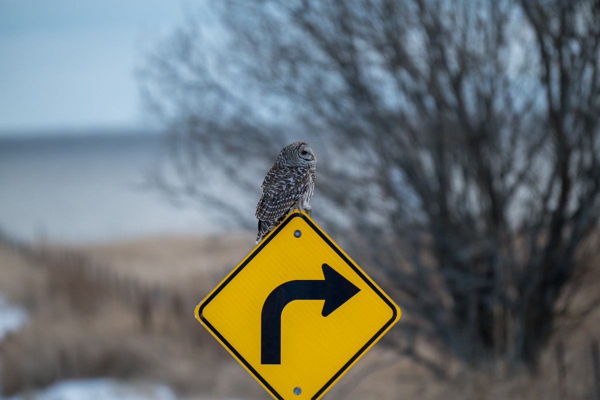 Barred Owl - ML646919443