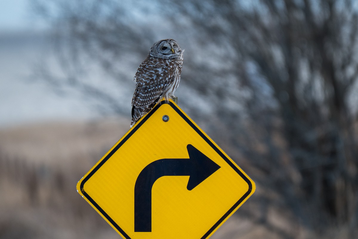 Barred Owl - ML646919444